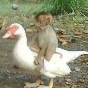 Meet your Posher, Ava